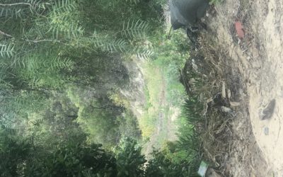 Letting Curiosity Lead